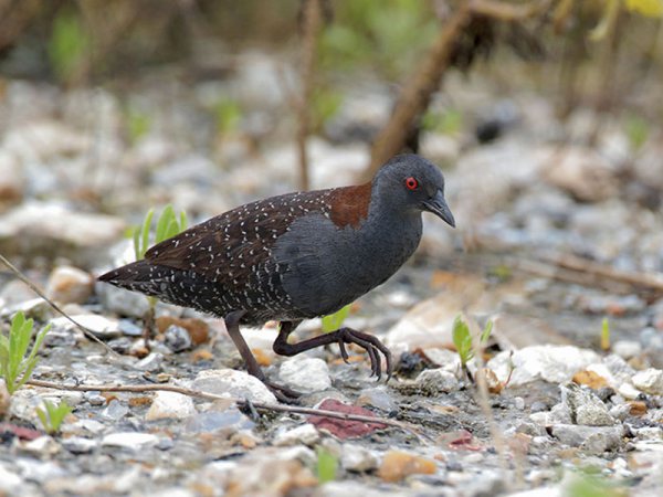 A Calling Black Rail