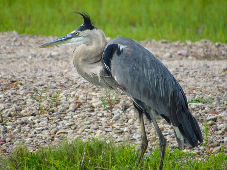 Blue Herring Bird