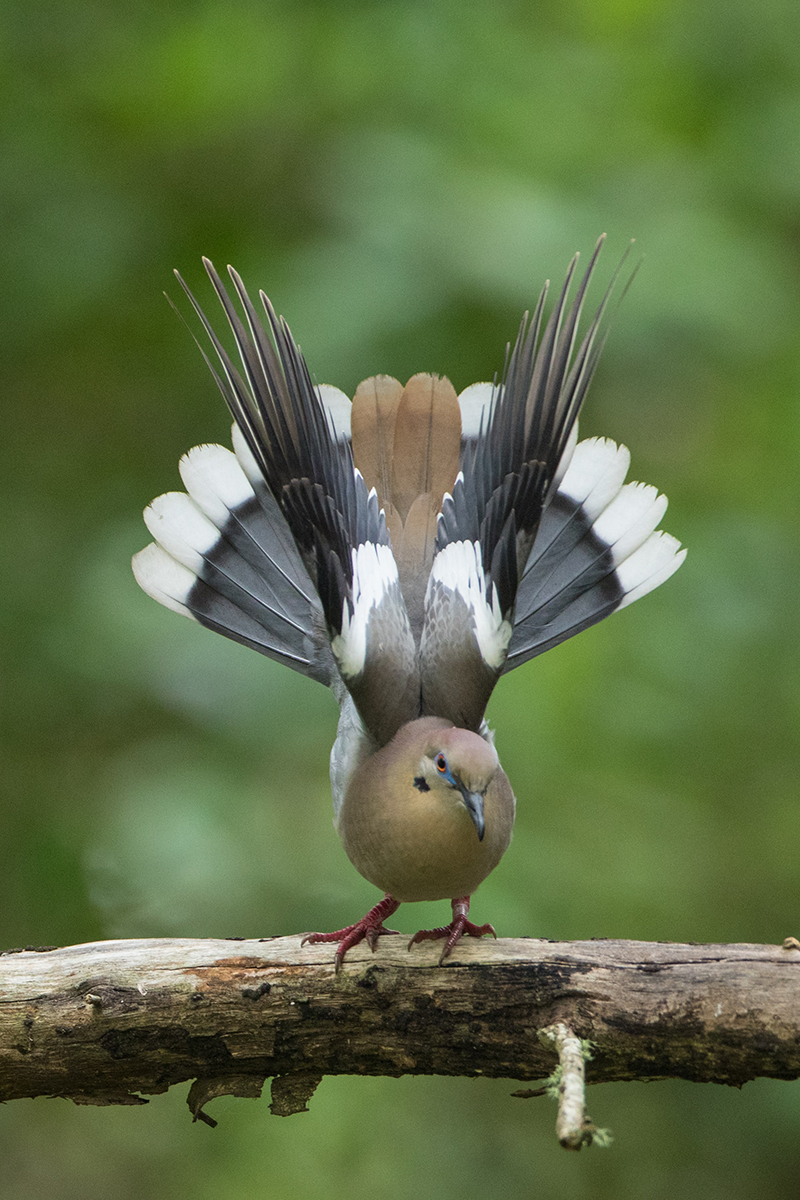 Whitewinged Dove Galveston, TX