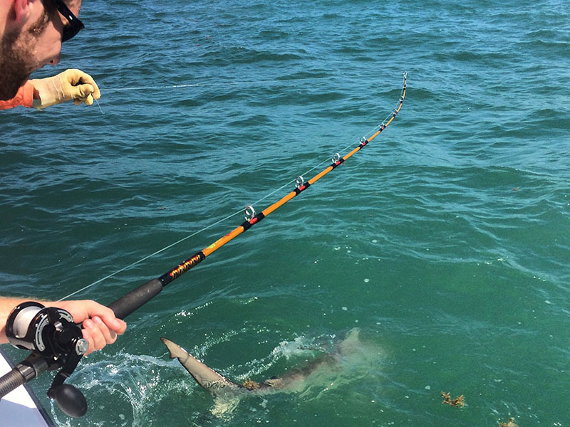  Shark Fishing - Galveston, TX