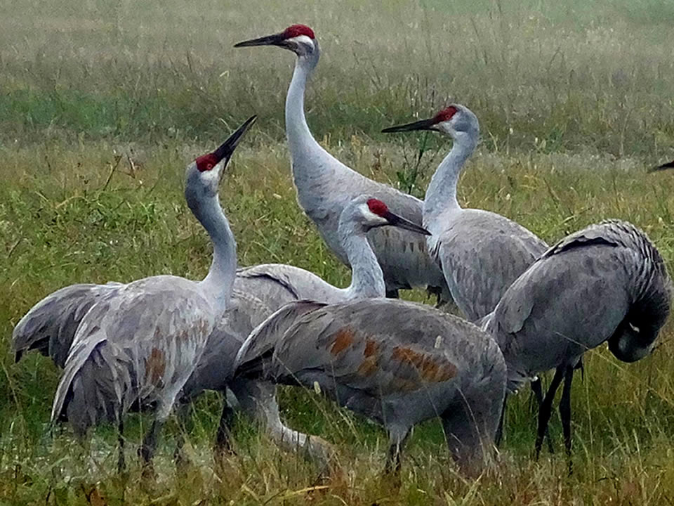  Our Sandhill Cranes Are Back! - Galveston, TX