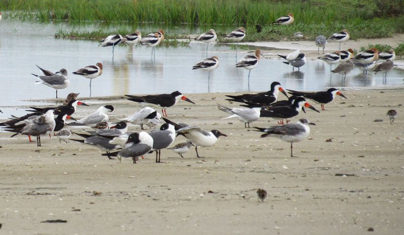 GALVESTON.COM: Birding & Fishing San Luis Pass - Galveston, TX