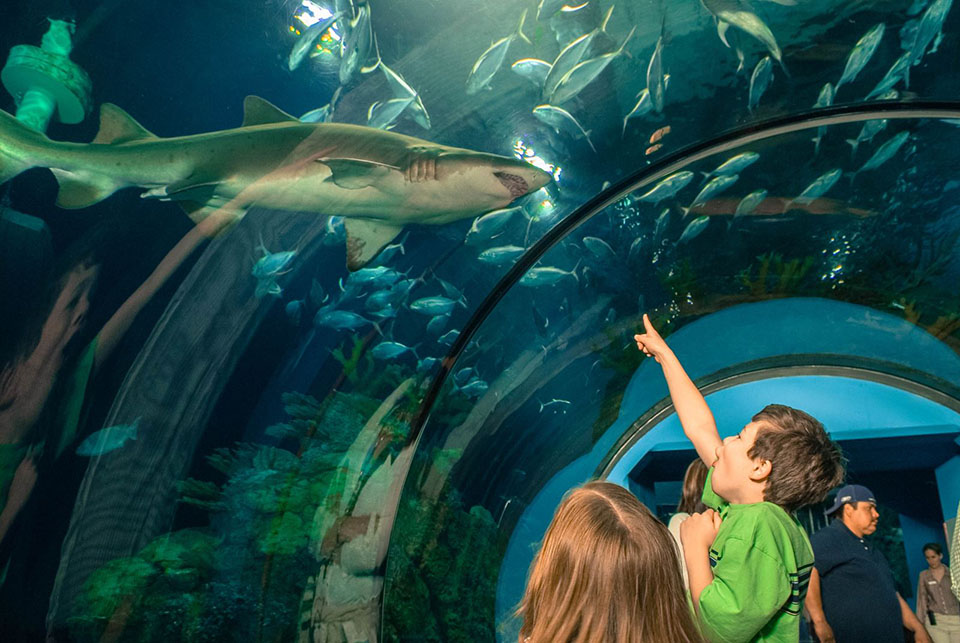 Moody Gardens In Texas Is A Family-Friendly Vacation Idea