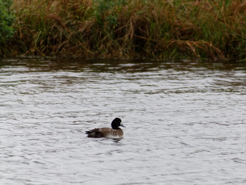 GALVESTON.COM: Lesser Scaup - Galveston, TX