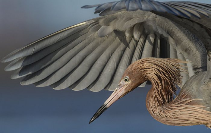 Reddish Egret Fishing by Stan Bravenec