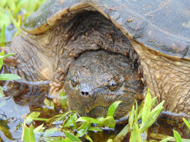 GALVESTON.COM: Protect Our Turtles! - Galveston, TX