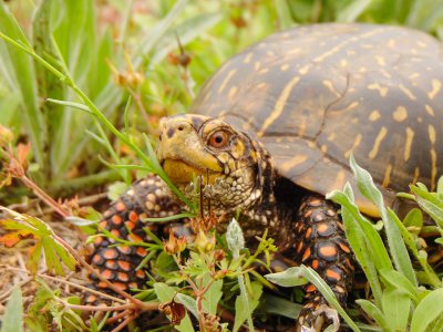 GALVESTON.COM: Protect Our Turtles! - Galveston, TX