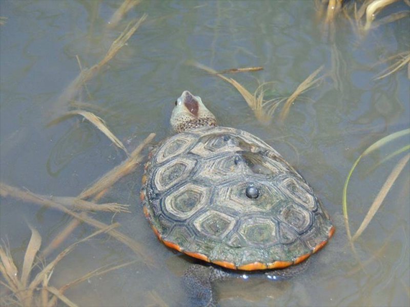 GALVESTON.COM: Protect Our Turtles! - Galveston, TX