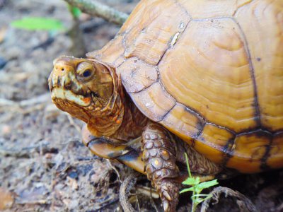 GALVESTON.COM: Protect Our Turtles! - Galveston, TX