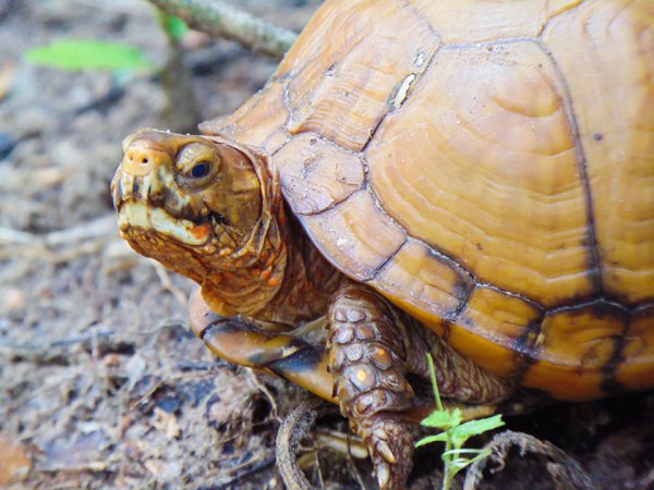 GALVESTON.COM: Protect Our Turtles! - Galveston, TX