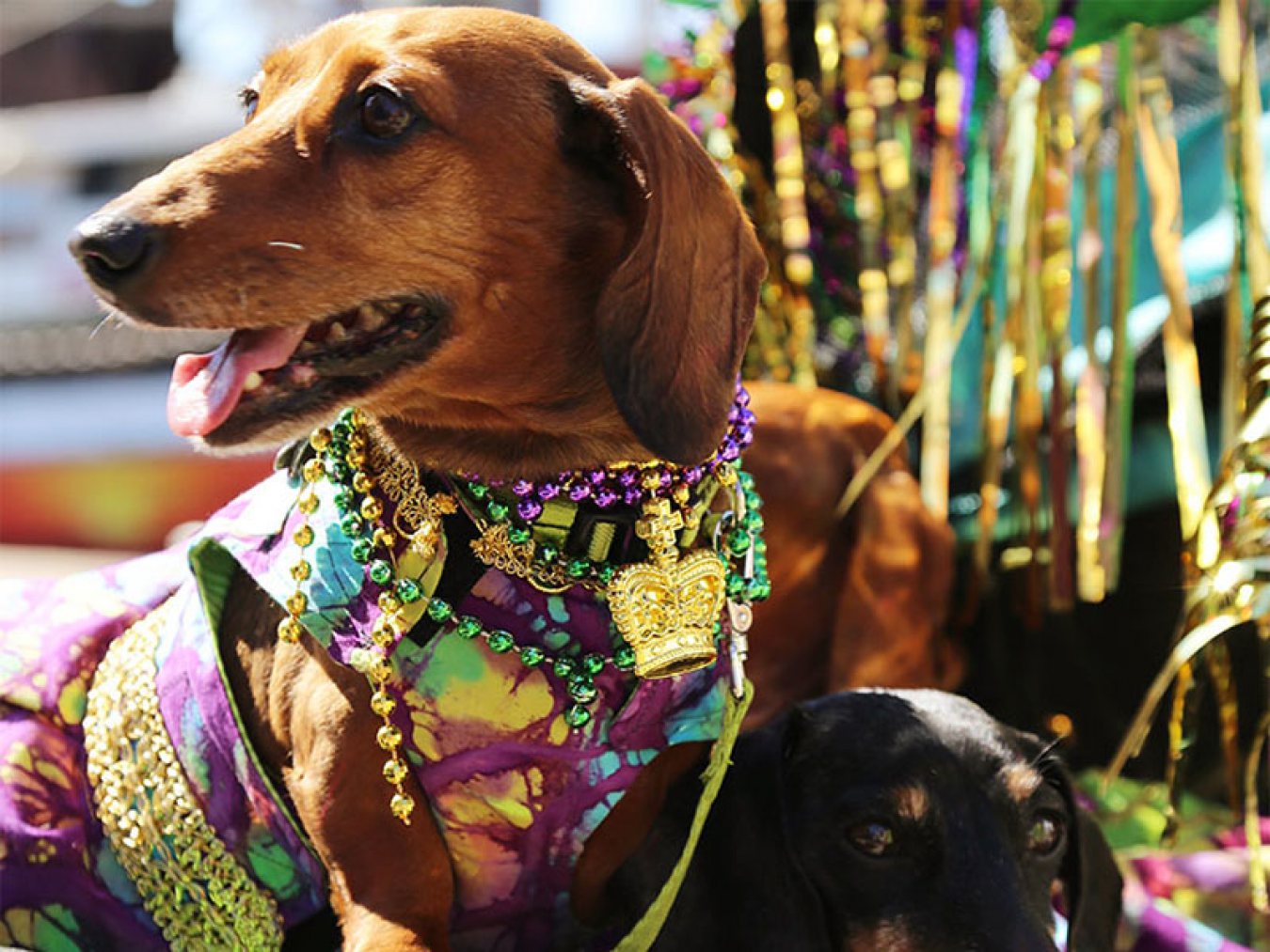 Family Gras! Parade Krewe of Barkus and Meoux Parade