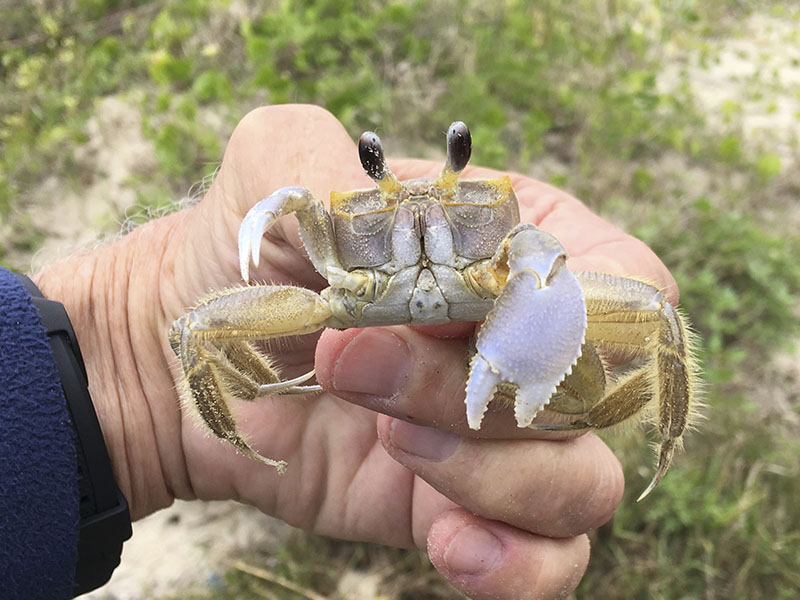 Ghost Crab