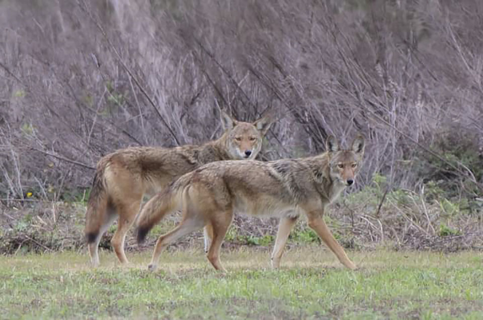 Galveston Coyote with Red Wolf DNA