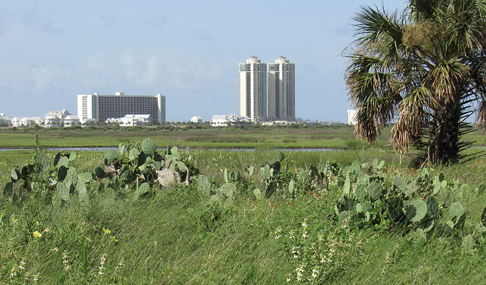 Prairie and salt marsh habitat